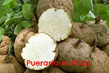 Pueraria Mirifica tuber